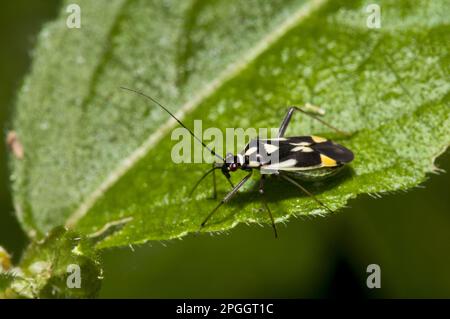 Insecte mirid (Grypocoris stysi) adulte, reposant sur une feuille, Réserve naturelle de Downe Bank, North Downs, Kent, Angleterre, Royaume-Uni Banque D'Images