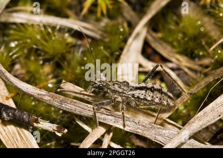 Heath Assassin Bug (Coranus subapterus) adulte, Thurley Common National nature Reserve, Surrey, Angleterre, Royaume-Uni Banque D'Images