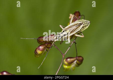 Insecte de prairie (Leptopterna dolabrata) femelle adulte, claquant sur des fleurs d'herbe (Briza media), Réserve naturelle de Downe Bank, North Downs Banque D'Images