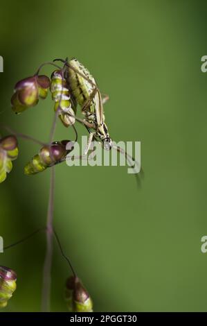 Insecte de prairie (Leptopterna dolabrata) femelle adulte, claquant sur des fleurs d'herbe (Briza media), Réserve naturelle de Downe Bank, North Downs Banque D'Images