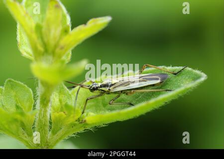 Miris dolabratus, bug de dagger à long poil, bugs de dagger à long poil, bug de DUD, bugs de DUD, Autres animaux, insectes, animaux, arbalète, insecte de la plante des prés Banque D'Images