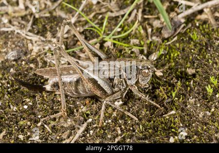 Criquets de brousse gris (Platycleis albopunctata), autres animaux, insectes, animaux, cicadelles, Gris Bush-cricket adulte femelle, sur la lande côtière, Nouveau Banque D'Images