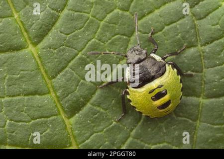 Green Shieldbug (Palomena prasina) nymphe, reposant sur la feuille, Leicestershire, Angleterre, Royaume-Uni Banque D'Images
