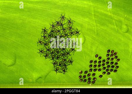 La punaise à pieds de feuilles à extrémité orange (ANASA tristis) a introduit des espèces, des nymphes nouvellement apparues, à côté des œufs éclos sur le dessous de la feuille, Trivandrum, Kerala Banque D'Images