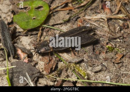 Ver luisante commun (Lampyris noctiluca), mâle adulte, Kent, Angleterre, Royaume-Uni Banque D'Images