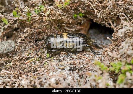 Cricket de terrain, grillons de terrain (Gryllus campestris), cricket, autres animaux, insectes, animaux, Field cricket adulte mâle, sortant du terrier Banque D'Images