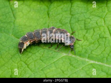 Couple adulte de ver de lueur commun (Lampyris Noctiluca), accouplement, North Downs, Kent, Angleterre, Royaume-Uni Banque D'Images