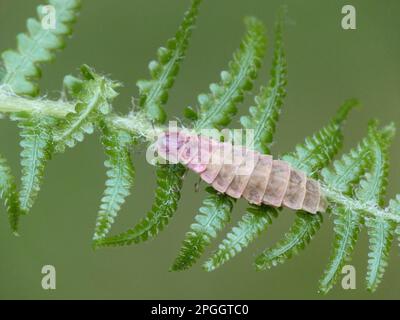 Couple adulte de ver de lueur commun (Lampyris Noctiluca), accouplement, North Downs, Kent, Angleterre, Royaume-Uni Banque D'Images