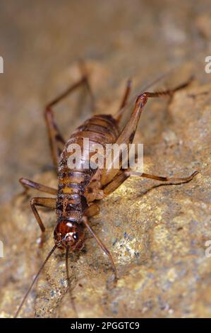 Grotte Cricket (Petaloptila andreinii) adulte, dans la grotte, Italie Banque D'Images