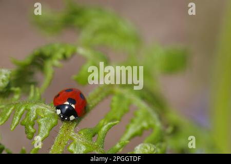 Coccinella septempunctata (coccinella septenctata) adulte, qui repose sur la face avant du saumâtre (Pteridium aquilinum), Powys, pays de Galles, Royaume-Uni Banque D'Images