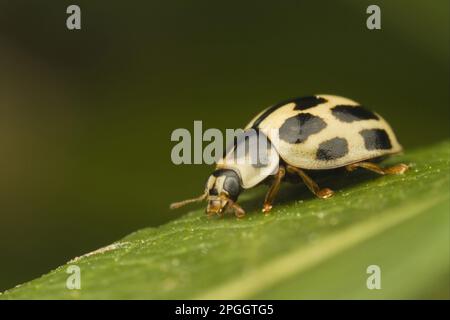 Ladybird (Calvia quattuordécimguttata) adulte, reposant sur une feuille, Leicestershire, Angleterre, Royaume-Uni Banque D'Images