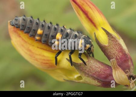 Larve de Ladybird (Coccinella septempunctata) à sept taches, reposant sur la fleur, Warwickshire, Angleterre, Royaume-Uni Banque D'Images