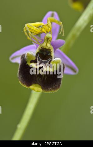 Araignée de crabe (Thomisus onustus) femelle adulte, attendant la proie sur la fleur d'Orchidée de bourdon (Ophrys holosericea), Italie Banque D'Images