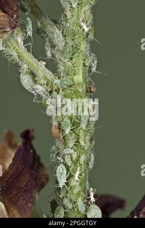 Puceron de Lupin, Macrosiphum albifrons, infestation sur la tige d'une fleur de lupin Banque D'Images