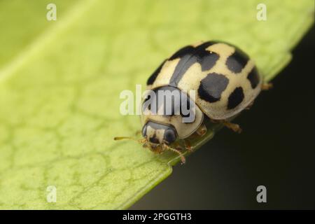 Ladybird (Calvia quattuordécimguttata) adulte, reposant sur une feuille, Leicestershire, Angleterre, Royaume-Uni Banque D'Images