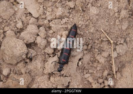 Berberomeloe majalis, autres animaux, insectes, coléoptère des boursouflures (Meloidae), animaux, Huile à rayures rouges Beetle, Meloe majalis Banque D'Images