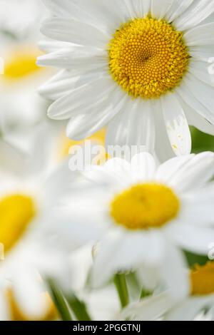 Marguerite commune (Leucanthemum vulgare) Banque D'Images