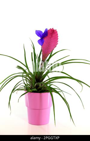 Boule de mousse bleu tillandsia (tillandsia cyanoa), Europe, Allemagne Banque D'Images