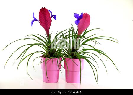 Boule de mousse bleu tillandsia (tillandsia cyanoa), Europe, Allemagne Banque D'Images