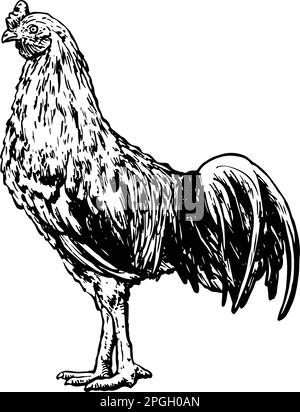 Dessin de poulet dessiné à la main. Illustration vectorielle Illustration de Vecteur