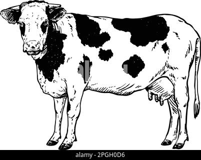 Dessin à la main réaliste de l'illustration du vecteur vache Illustration de Vecteur