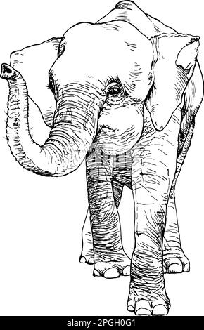 Dessin à la main de l'éléphant pygmée asiatique. Illustration vectorielle Illustration de Vecteur