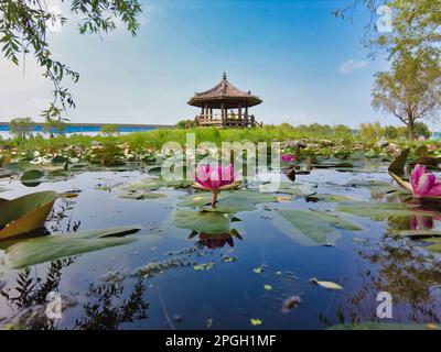 Fleurs de Lotus fleuries dans le parc de Samrak à Busan, Corée du Sud, Asie Banque D'Images