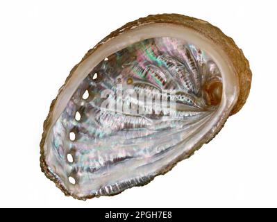 Vue intérieure sur une surface nacre dans un bord de mer d'une ormeau ou d'haliotis isolé sur fond blanc Banque D'Images