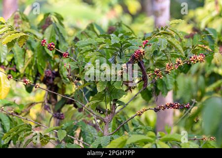 Gros plan de grains de café mûrs cultivés sur une usine de café dans une plantation de café à Wayanad à Kerala, en Inde. Banque D'Images