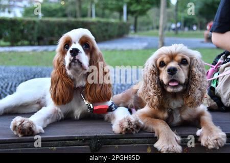 Deux chiens à la fourrure brune reposent sur un banc en bois, l'un avec sa langue dehors de manière détendue Banque D'Images