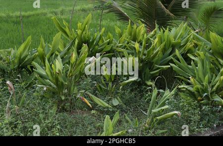 Les plantes turmériques à fleurs bien enracinées (Curcuma Longa) . C'est la portion restante des plantes turmeriques qui ont été récoltées avant, voir avec Banque D'Images