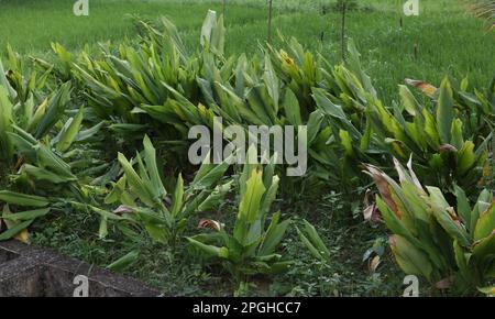 Plantes turmeriques (Curcuma Longa) poussant en rangée sur une petite portion de terre près d'un champ de riz comme culture secondaire Banque D'Images