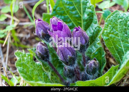 Les fleurs de Mandragora pourpres, parmi les feuilles vertes, se rapprochent sur un arrière-plan flou. Mandrake d'automne Banque D'Images