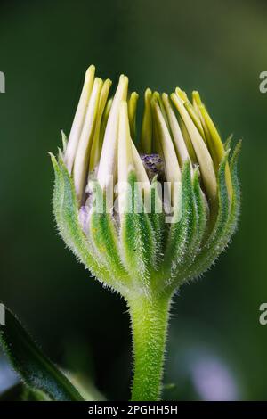 Photographie macro d'une fleur de dahlia Banque D'Images