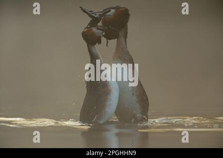 la danse... Great Crested Grebe pendant la cour, danse de mariage. Banque D'Images