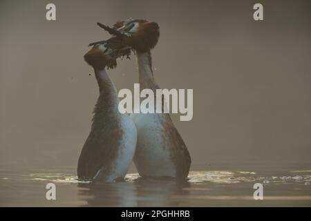 Cadeaux de mariage... Great Crested Grebe dans la brume tôt le matin pendant la danse de mariage de cour, danse de pingouin. Banque D'Images