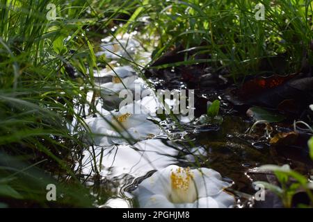 Une crique paisible avec un flux d'eau limpide qui coule le long du ruisseau avec des fleurs blanches Banque D'Images