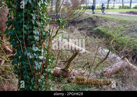 Sur la rive d'un ruisseau au milieu des arbres tombés, un arbre debout est submergé par l'escalade de lierre Banque D'Images