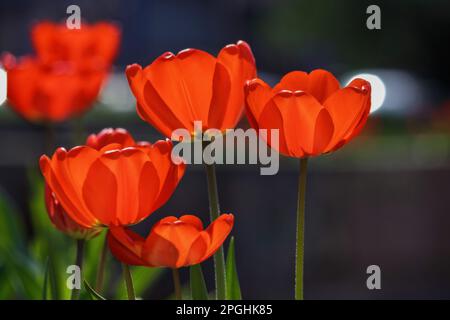 bouquet de tulipes rouges par temps ensoleillé. chaud jour d'avril Banque D'Images