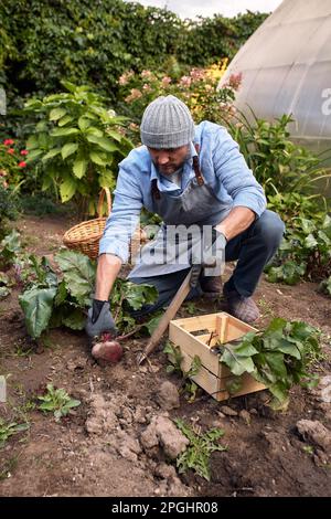 Un homme européen d'âge moyen avec une barbe dans un chapeau en serre recueille du poivre bulgare, des herbes et des légumes dans son jardin, plantant des plantes Banque D'Images