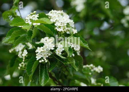 Sorbus alnifolia, frêne de montagne coréen, arbre à feuilles caduques, fleurs blanches au début du printemps Banque D'Images