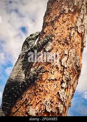 Un lézard à moniteur de dentelle sur le côté d'un tronc d'arbre Banque D'Images