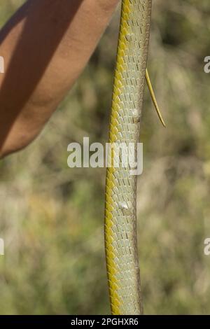 Serpent d'arbre vert montrant le sparganum, probablement de manger des grenouilles. Dendrelaphis punctulata Bundaberg Queensland Australie Banque D'Images