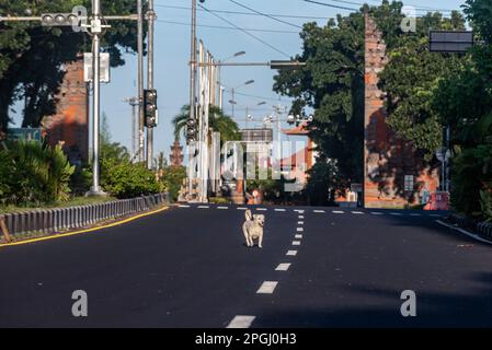 Badung, Indonésie. 22nd mars 2023. Un chien a vu traverser les rues vides du village de Tuban le jour de Nyepi. Bali célèbre Nyepi, ou le jour du silence, sur lequel ils ne travaillent pas, ne pas allumer les lumières, ne pas voyager, et ne vous laissez pas tenter par des indulgences, pour marquer le nouvel an hindou balinais Saka, qui tombe sur 22 mars 2023. Crédit : SOPA Images Limited/Alamy Live News Banque D'Images