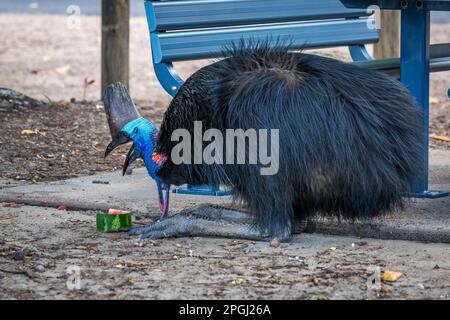 Southern Cassowary Eating Watermelon sur le terrain de camping d'Etty Bay, Queensland, Australie. Banque D'Images