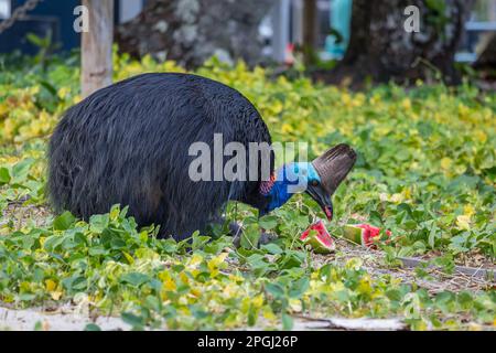 Southern Cassowary Eating Watermelon sur le terrain de camping d'Etty Bay, Queensland, Australie. Banque D'Images
