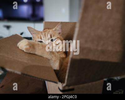 Un chat orange curieux se trouve à l'intérieur d'une boîte en carton, sa tête passant par le haut du couvercle ouvert Banque D'Images