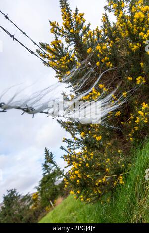 Ardara, Comté de Donegal, Irlande météo. 23rd mars 2023. La laine de mouton pêchée sur une clôture souffle dans le vent à côté d'une gorge en fleur, ou furie, brousse. Banque D'Images