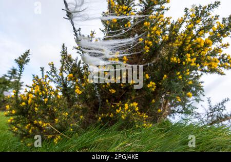 Ardara, Comté de Donegal, Irlande météo. 23rd mars 2023. La laine de mouton pêchée sur une clôture souffle dans le vent à côté d'une gorge en fleur, ou furie, brousse. Banque D'Images