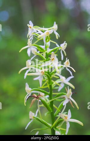 Fleurs blanches verdâtres d'orchidées sauvages appelées le nom latin de papillon-orchidée: Platanthera bifolia . Banque D'Images